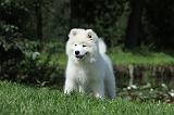 SAMOYEDE 023